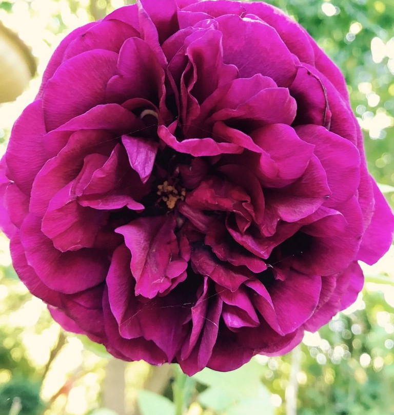 Moorooroo Park Vineyards-塔努达必去景点