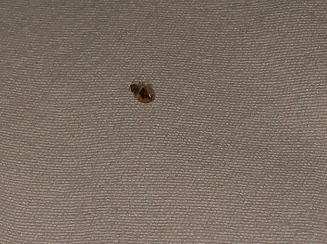 贝斯特韦斯特桃花酒店主图