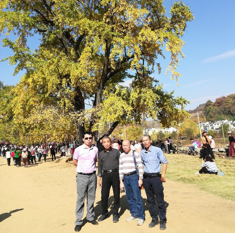 千年银杏谷-随州市必去景点
