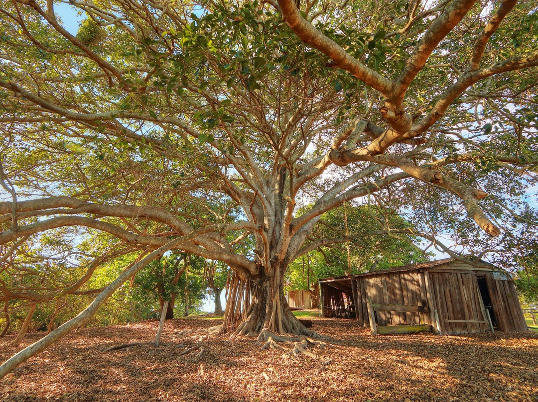Mayes Cottage House Museum-Kingston必去景点