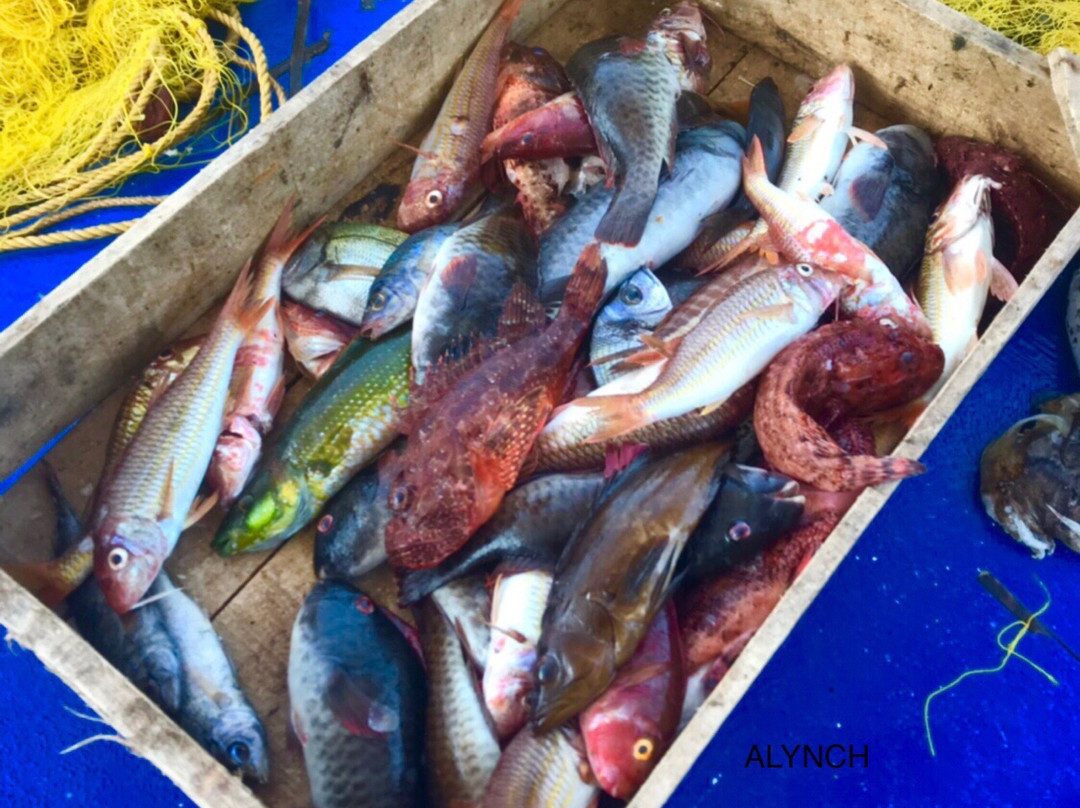 Santorini Fishing Trips-维查德必去景点