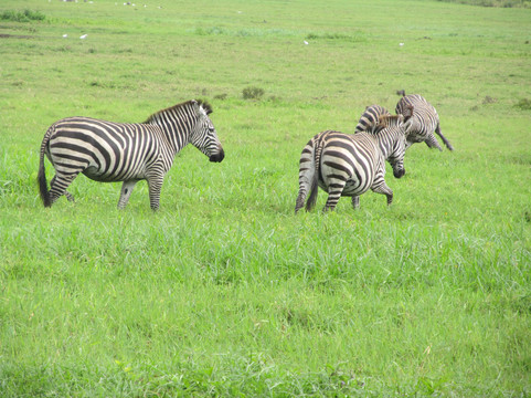 Emandy Adventures-阿鲁沙必去景点