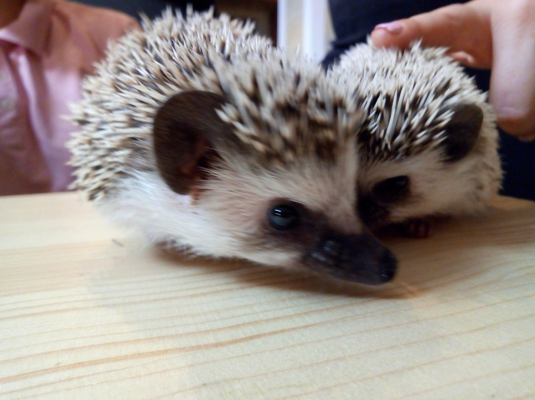 Yezheminutka-莫斯科必去景点