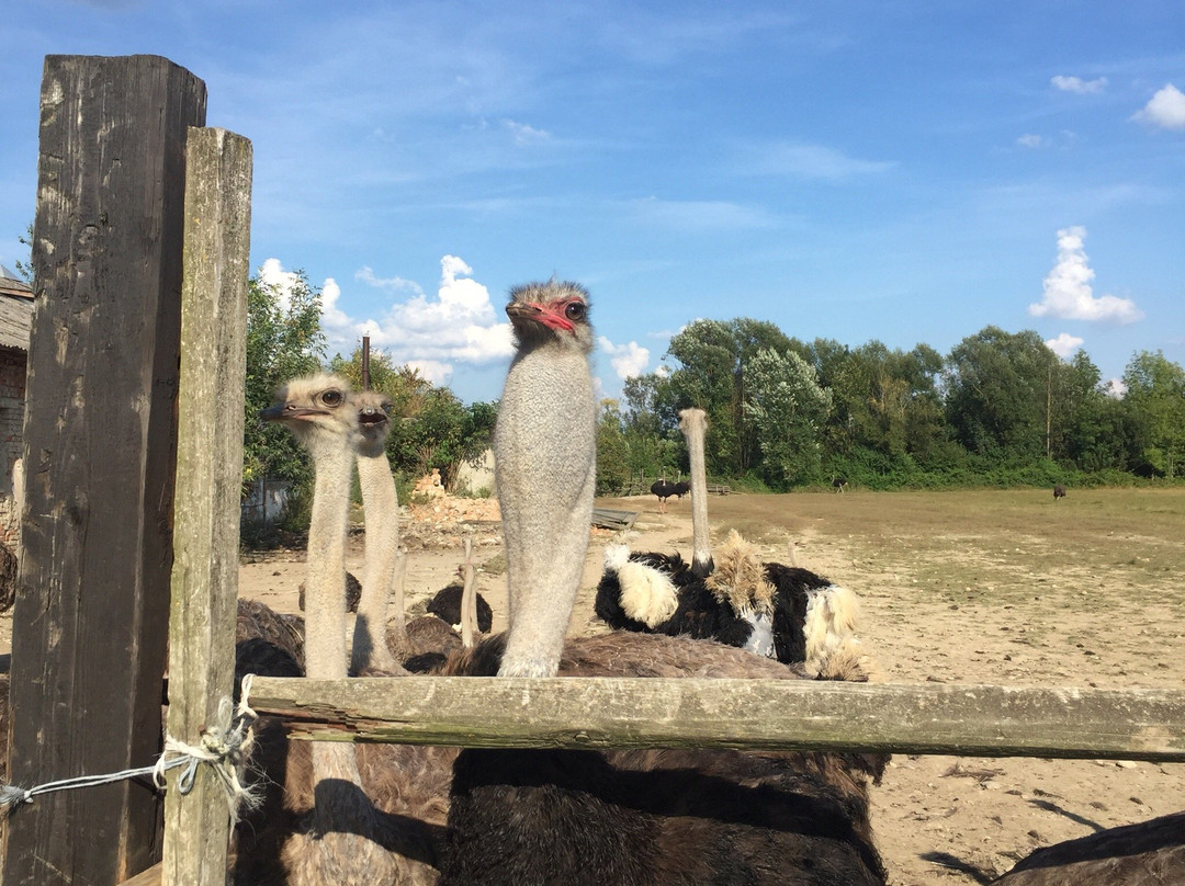 Khust Ostrich Farm-Khust必去景点