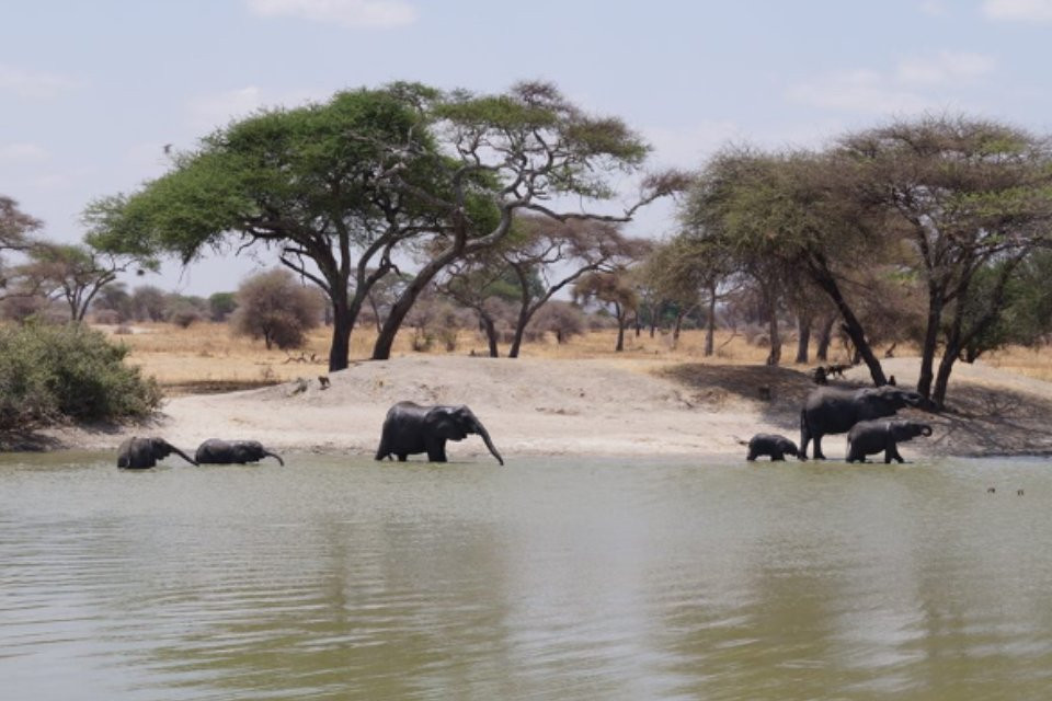 Bagamoyo Big 5 Safaris景点图片