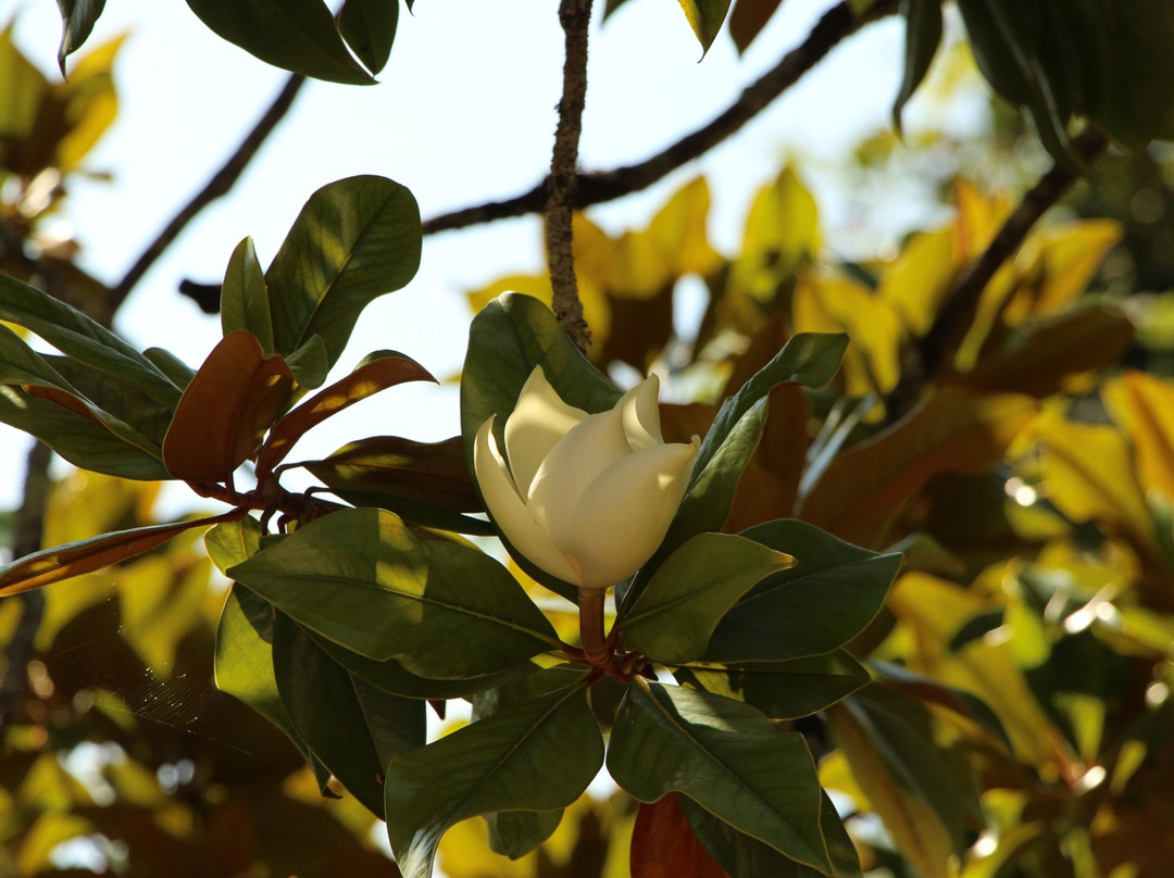 Domaine l'Amourette Saint-Emilion主图