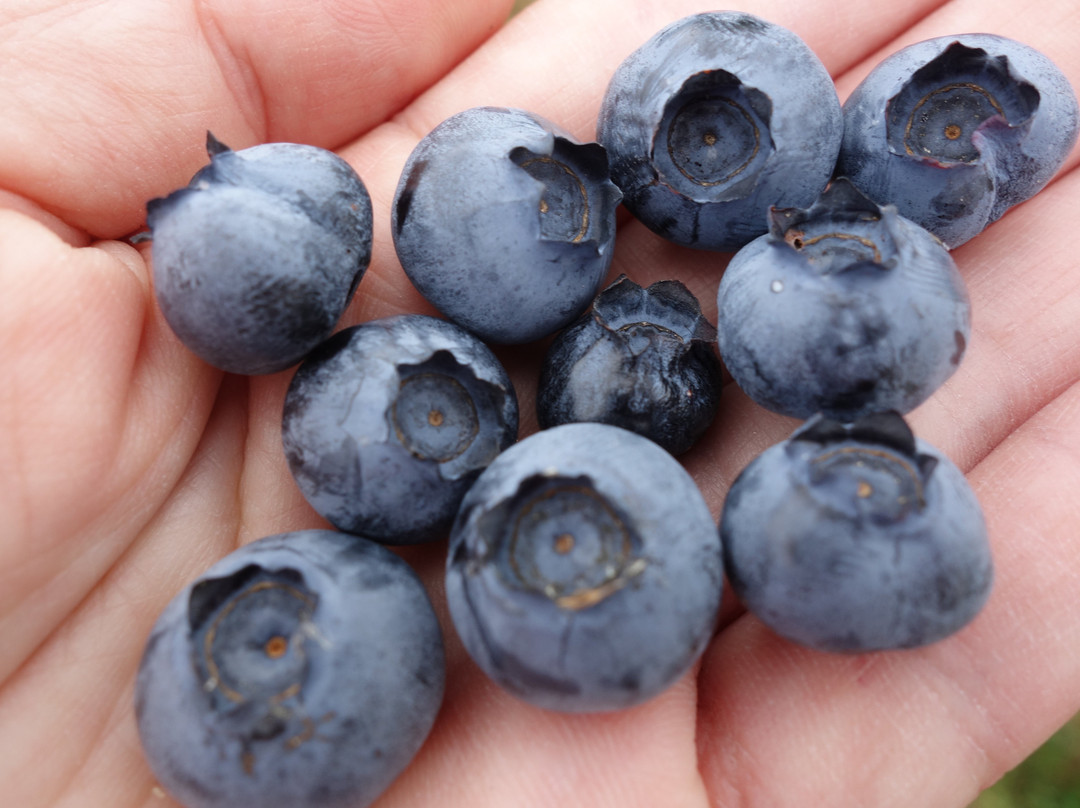 Larsen Lake Blueberry Farm景点图片