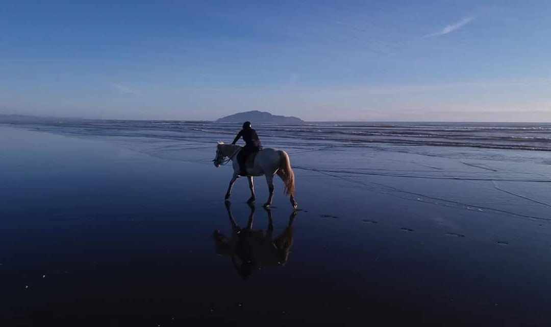 Beachbrook Riding Stables景点图片