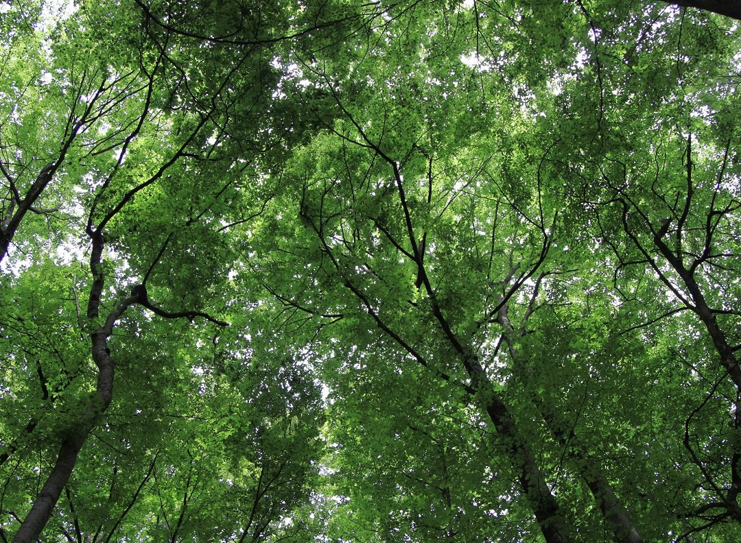 La Fageda Fundació景点图片