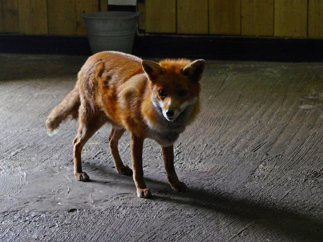 Feadon Wildlife Centre-雷德鲁思必去景点
