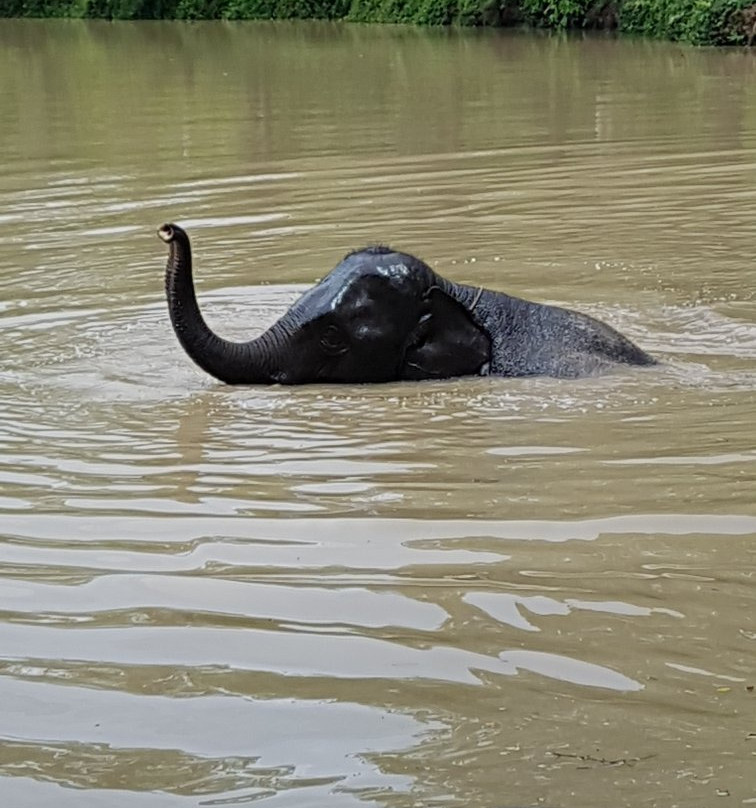 Sappraiwan Elephants Sanctuary景点图片