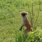 Muky Tours and Safaris-Mukono必去景点