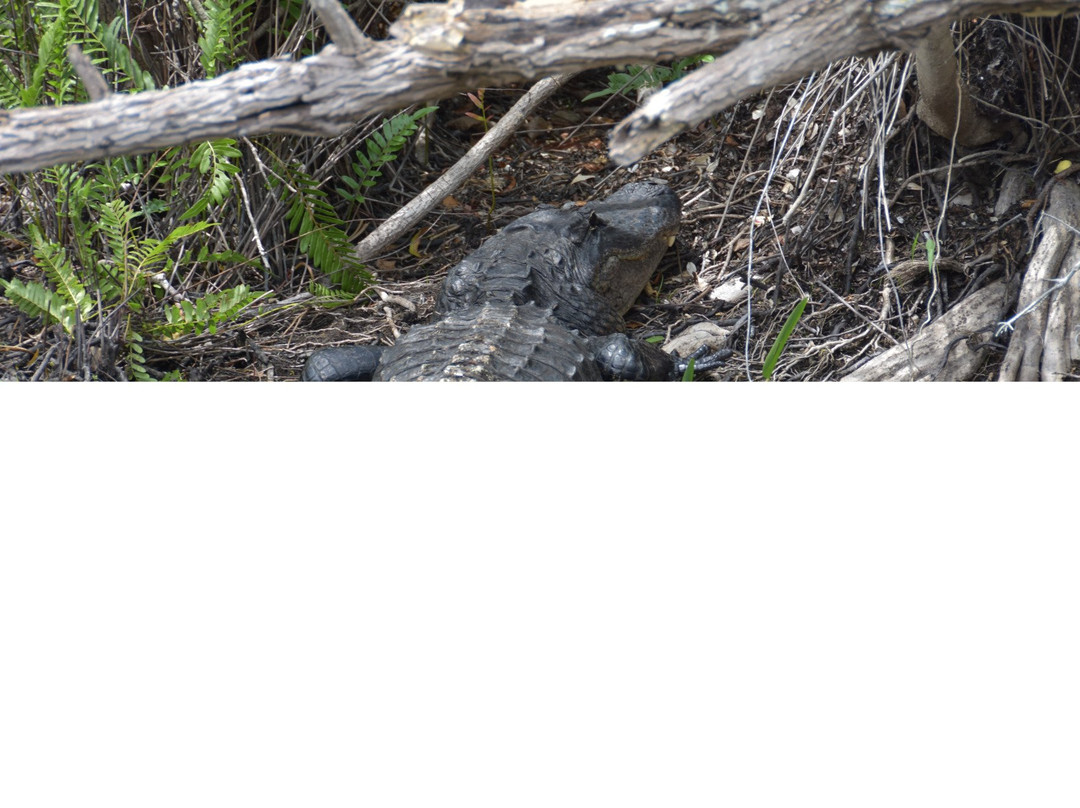 Everglades River of Grass Adventures-奥乔皮必去景点