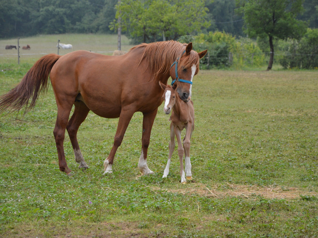 Ferme Equestre de la Gresigne景点图片