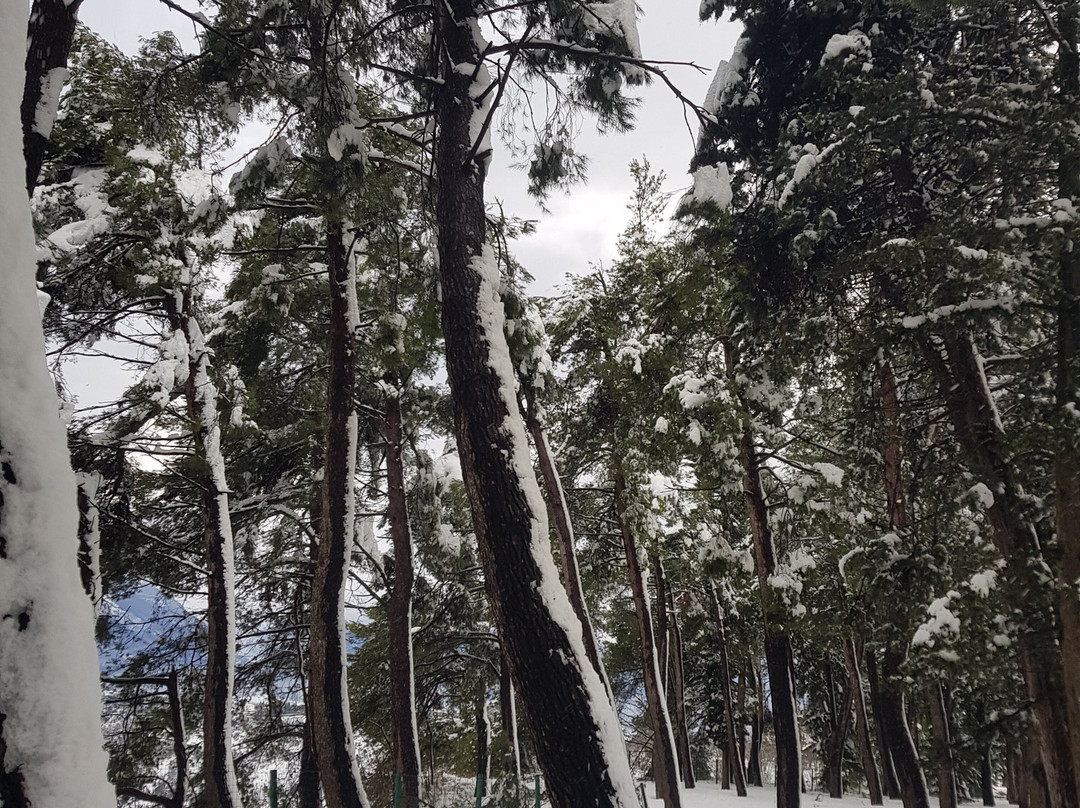 Pineta comunale - Viale Alberato景点图片