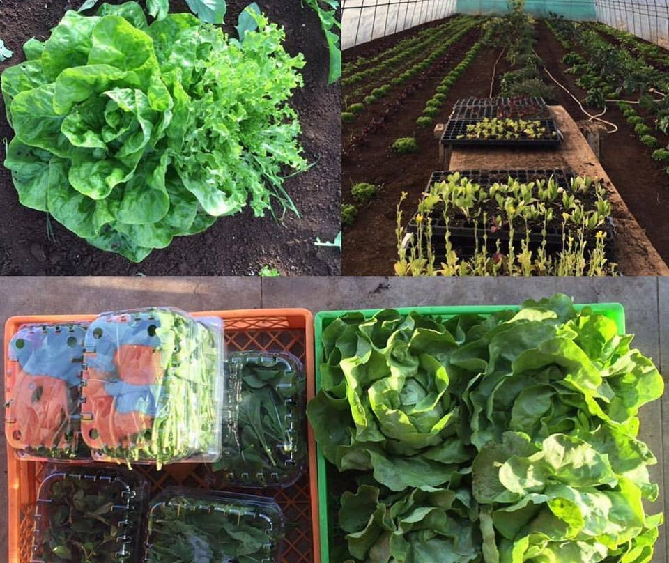 Granja Educativa Buena Vista-Osorno必去景点