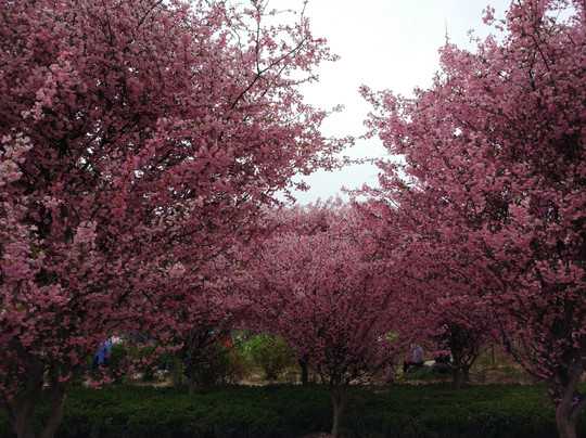 中原花木博览园-鄢陵县必去景点