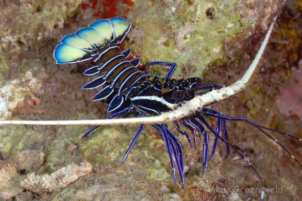 Oceanarium-Olginka必去景点