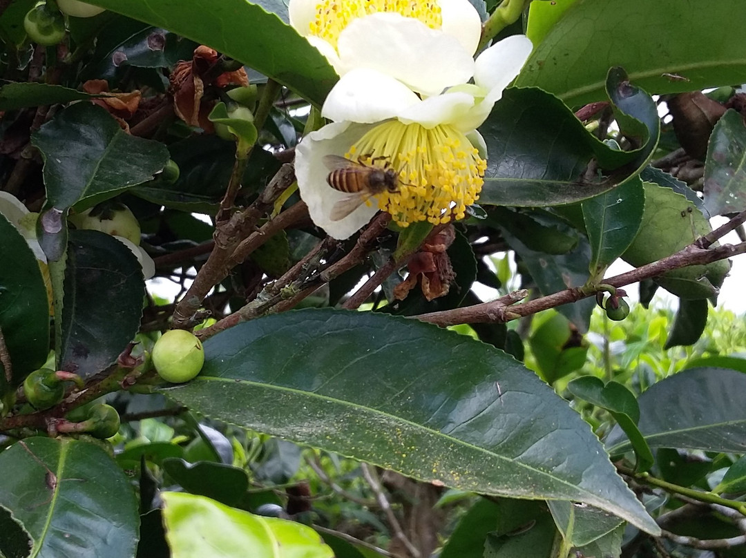 Nglinggo Tea Plantation-Kulon Progo必去景点