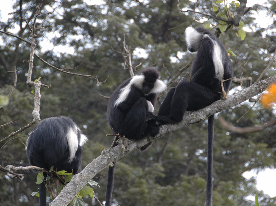 souvenier safaris-吉佳利必去景点