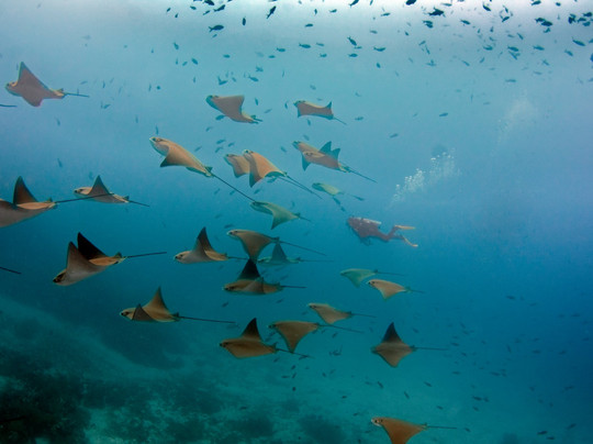 Galapagos Booking Travel-Puerto Baquerizo Moreno必去景点