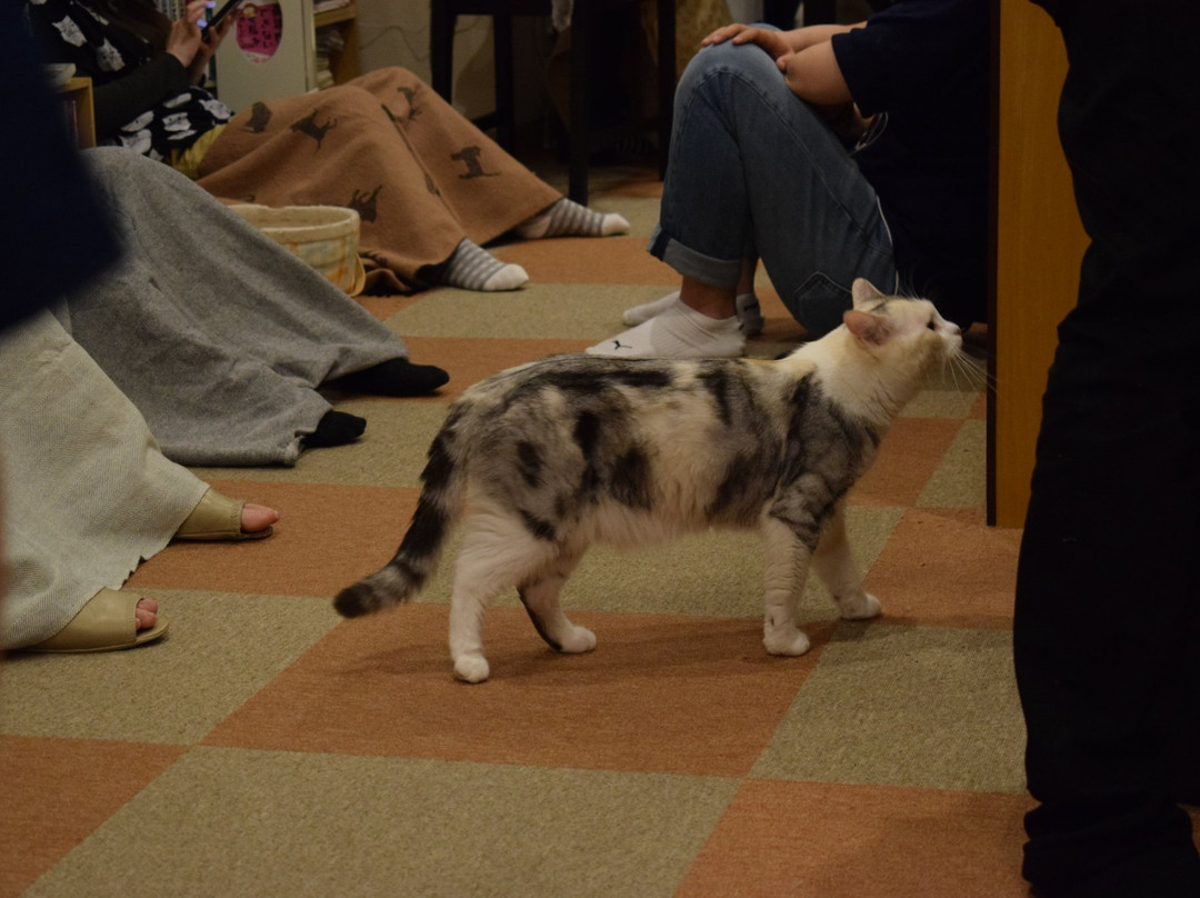 Cat Cafe Nyankoto-Takadanobaba必去景点