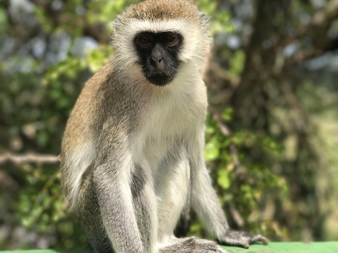 Kipori Safari-莫西必去景点