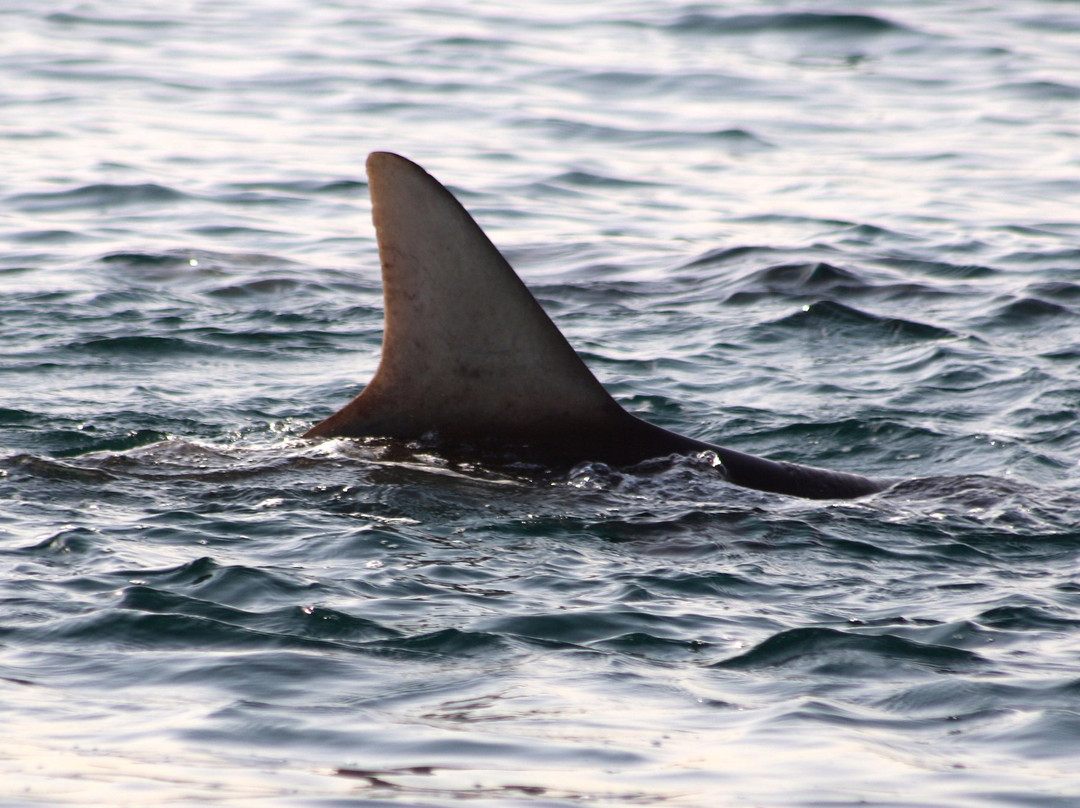 Fishing with Captain Hook-阿治曼必去景点