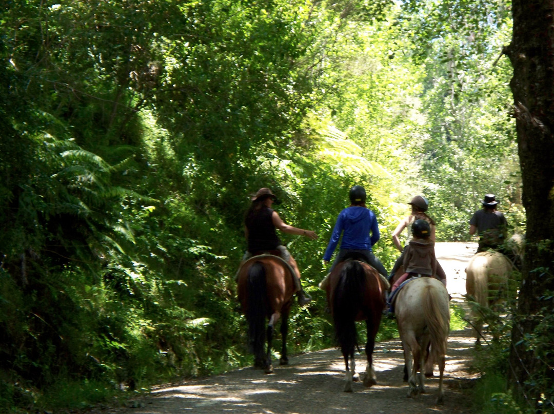 Horses @Pukatea Hill景点图片