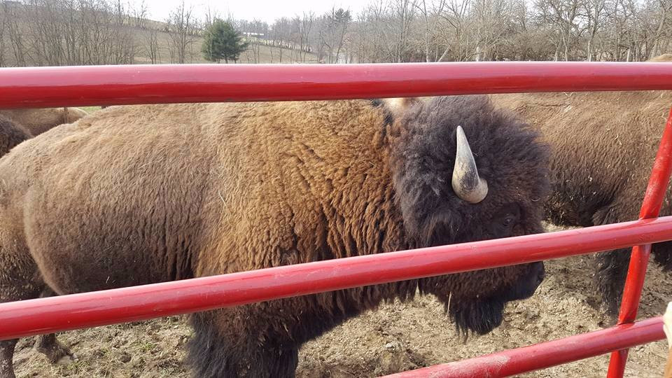 Boss Bison Ranch-Cadiz必去景点