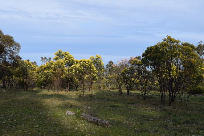 Para Wirra Recreation Park景点图片