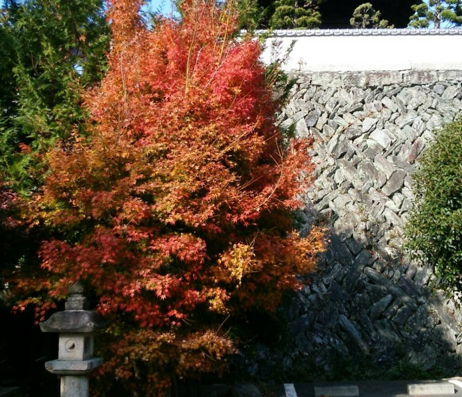 Daiho-ji Temple-八幡滨市必去景点