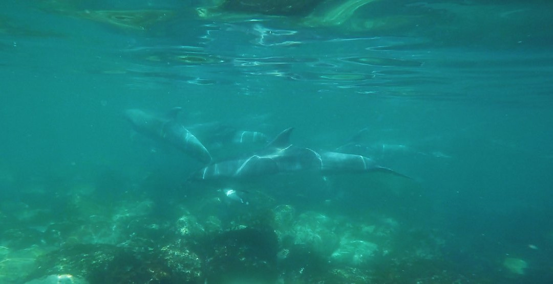 New Zealand Diving-瓦卡沃夫必去景点