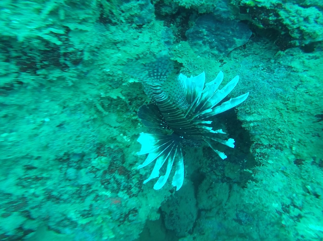 Punta Uva Dive Center景点图片