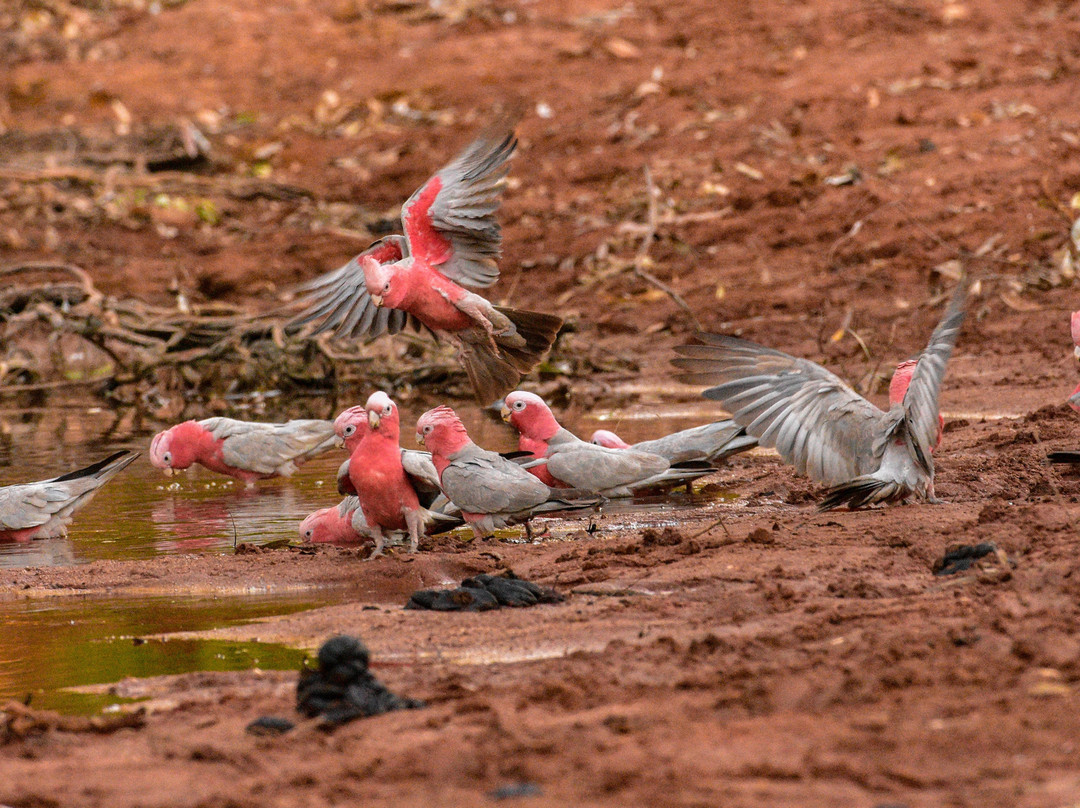 Onslow Visitors Centre-Onslow必去景点