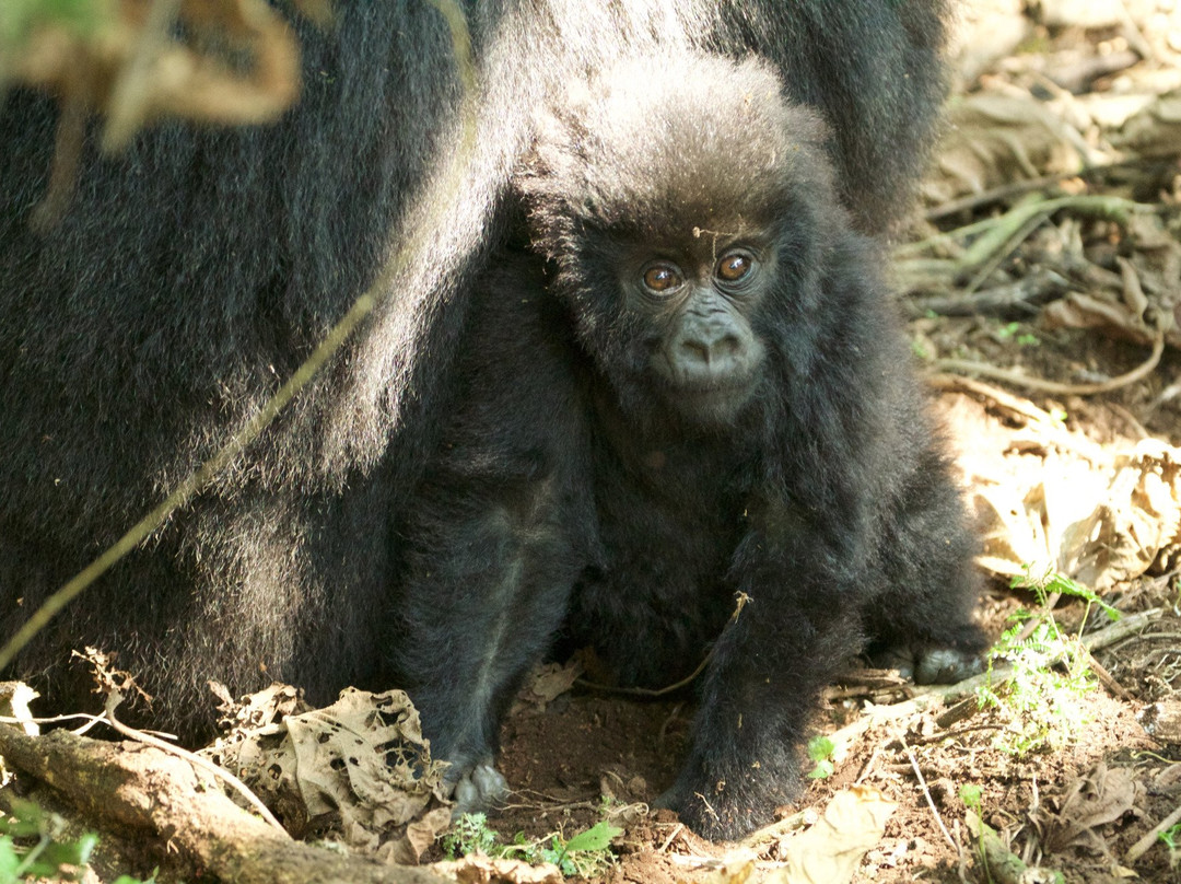 Albertine Tours-吉佳利必去景点