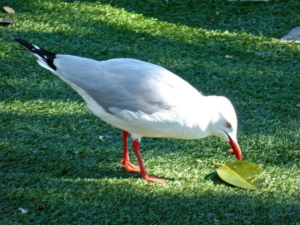 Harley Park-拉布拉多必去景点