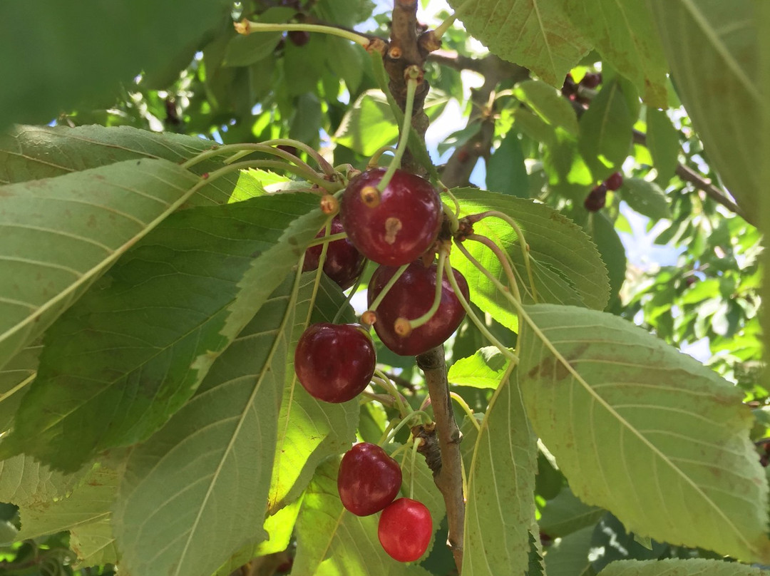 Red Hill Cherry Farm景点图片