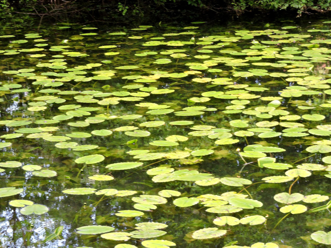 Parc de Fouchy景点图片