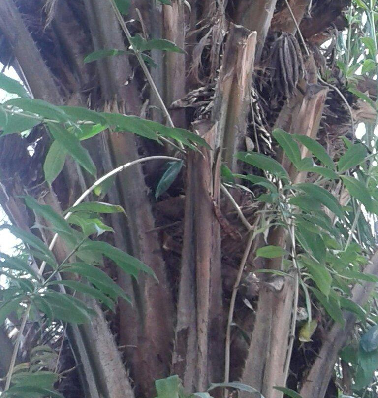 Parque de la Babilla-卡利必去景点