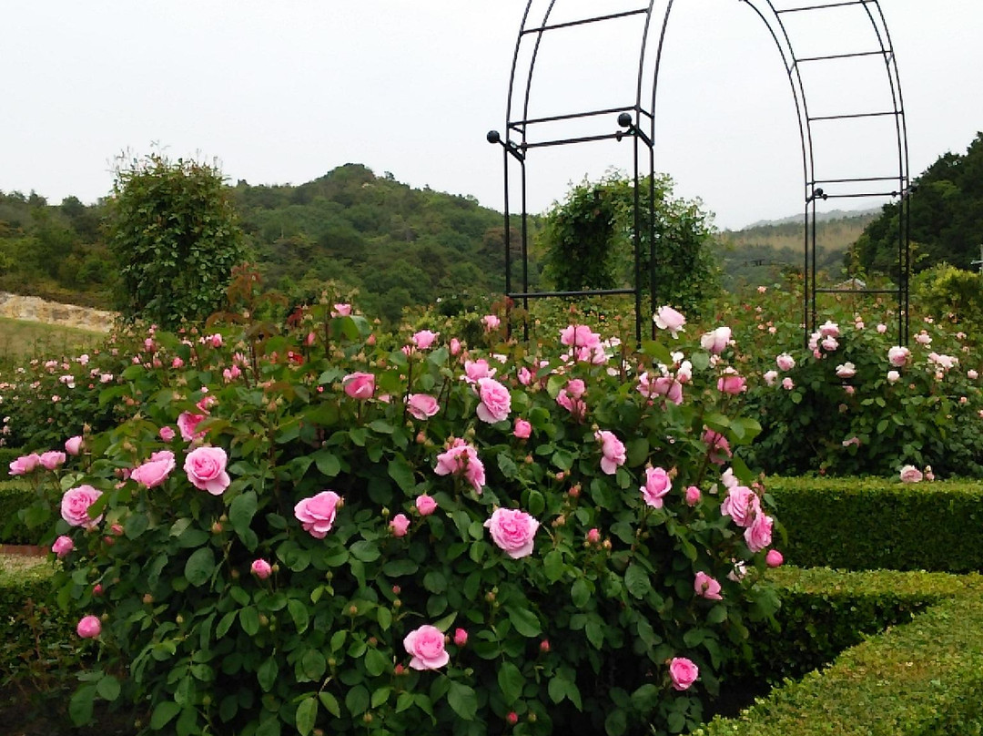 Hanasaki Farm / David Austin Roses-泉南市必去景点