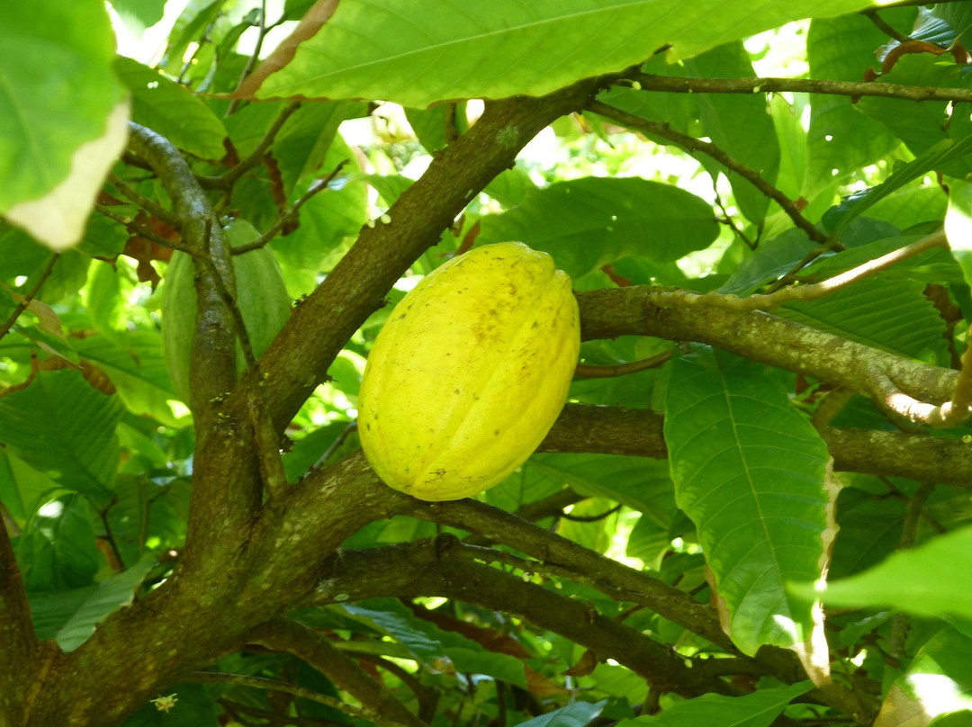 Fort Diamant-卡宴必去景点