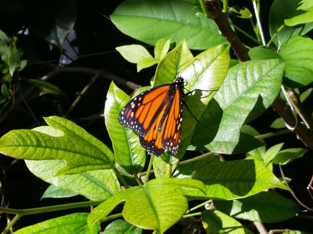 Tom Allen Memorial Butterfly House-开普科勒尔必去景点
