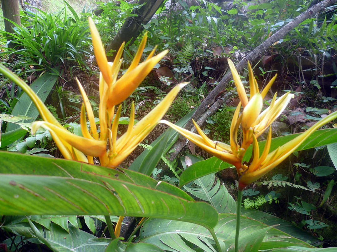 Eco Reserva Susurros Del Bosque-麦德林必去景点