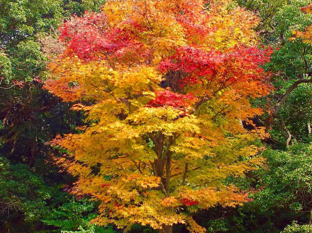 Fukuchi Sanroku Hana Park-直方市必去景点
