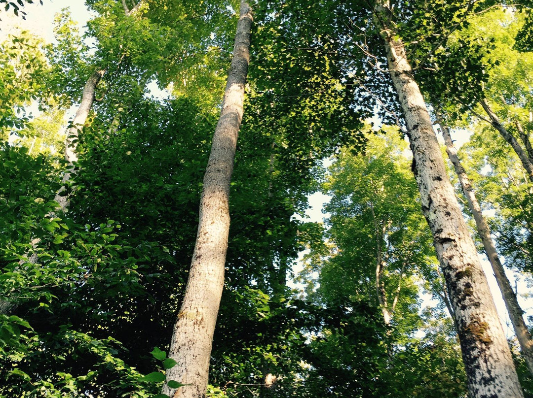 Deerhurst Highlands Golf Course-亨茨维尔必去景点