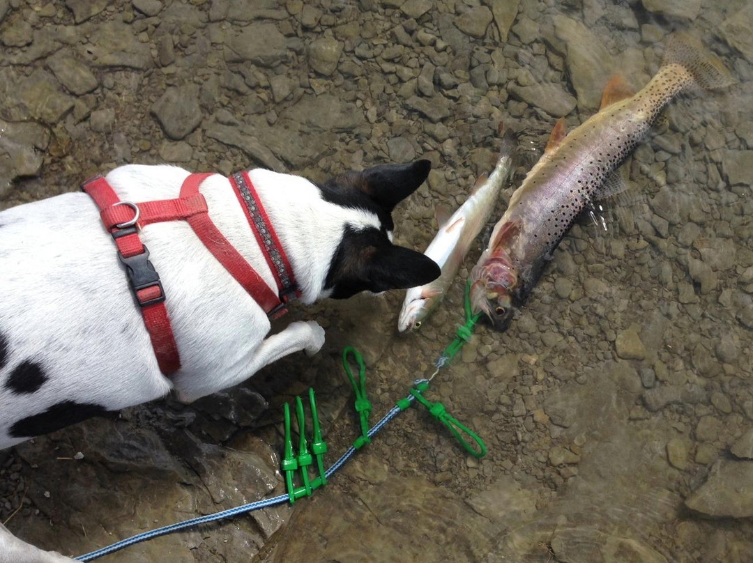 Oasis Motel and RV Park主图