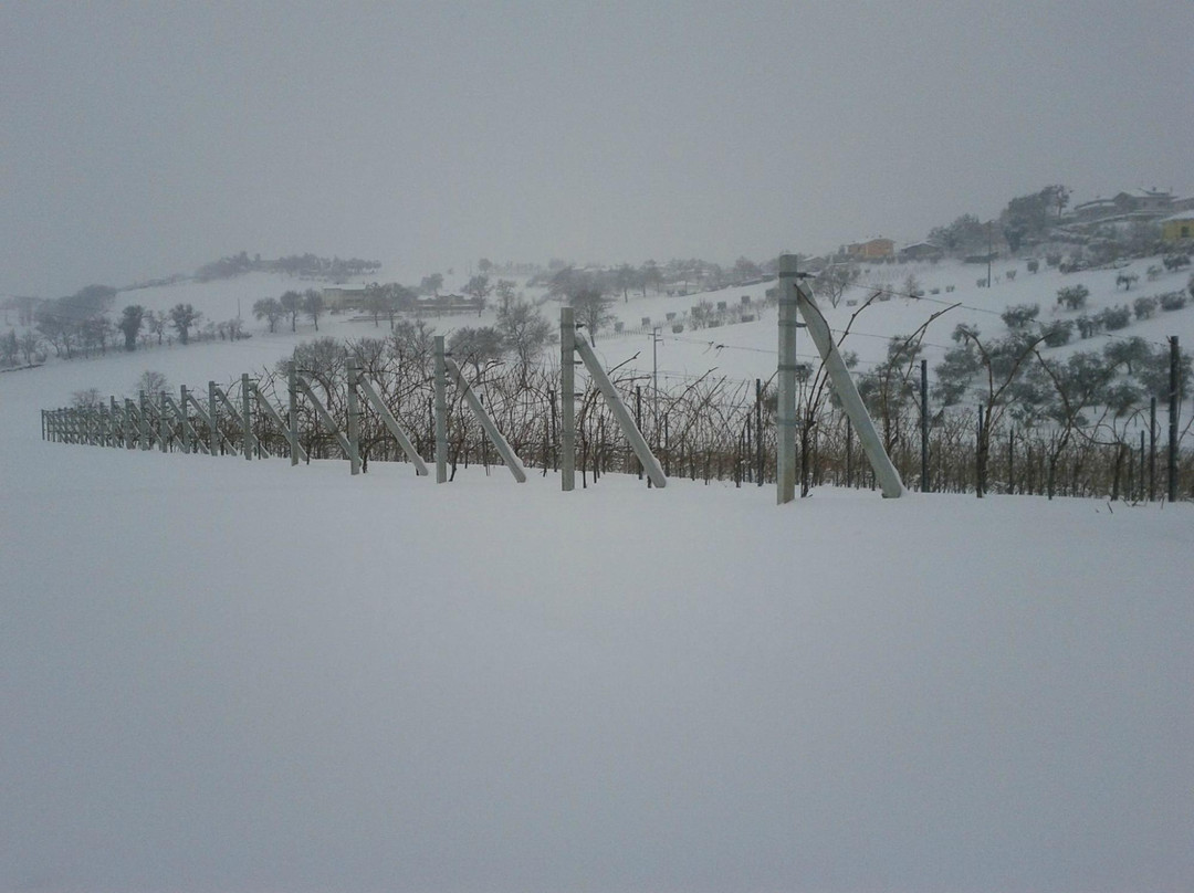 Cantina Suasa-Castelleone di Suasa必去景点