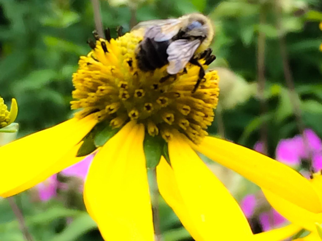 Urquhart Butterfly Garden-邓达斯必去景点