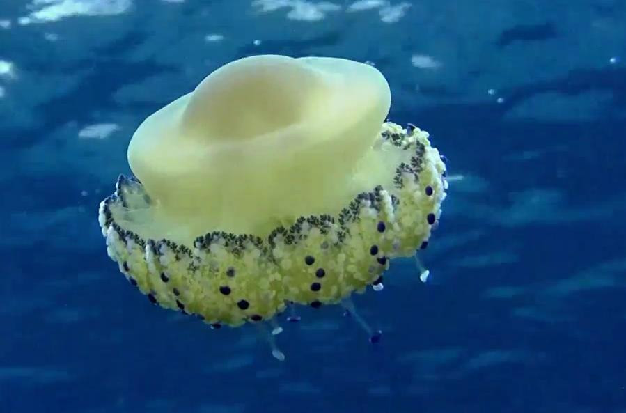 Dive Mallorca-Portocolom必去景点